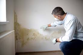 Best Mold Documentation for Insurance Claims  in Chandler, AZ